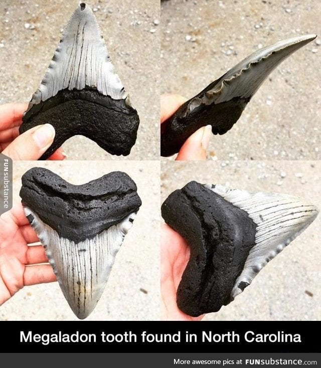 Megaladon tooth