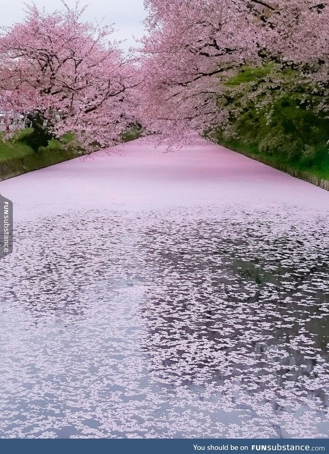 Cherry Blossoms at Hirosaki park, Japan