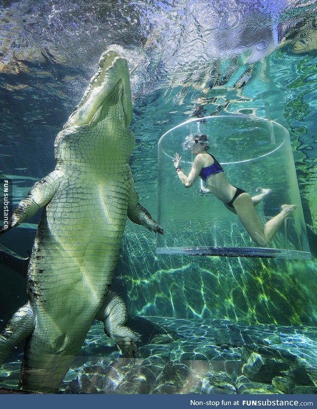 Cage Diving With A Gigantic Crocodile in Darwin, Australia