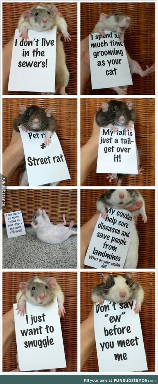 Rats are so misunderstood