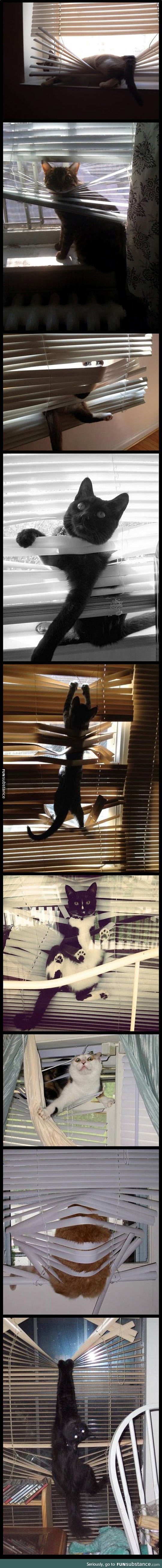 Cats and window blinds are mortal enemies