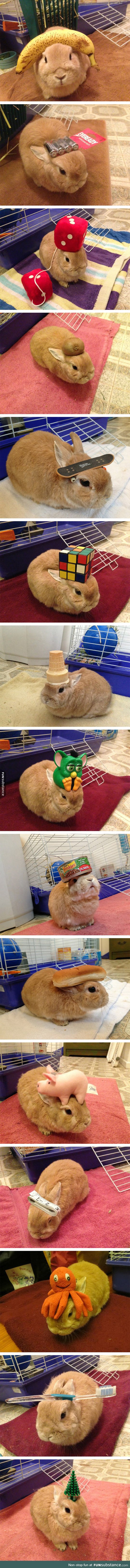 Different stuff on rabbit