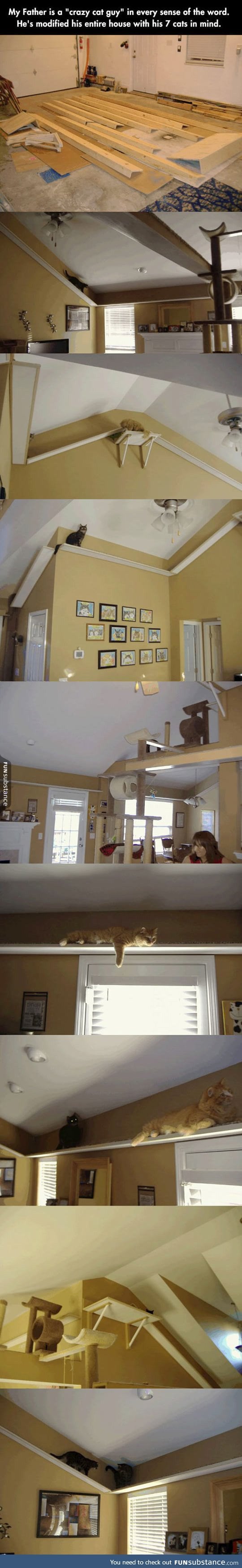 Crazy cat dad renovates his house