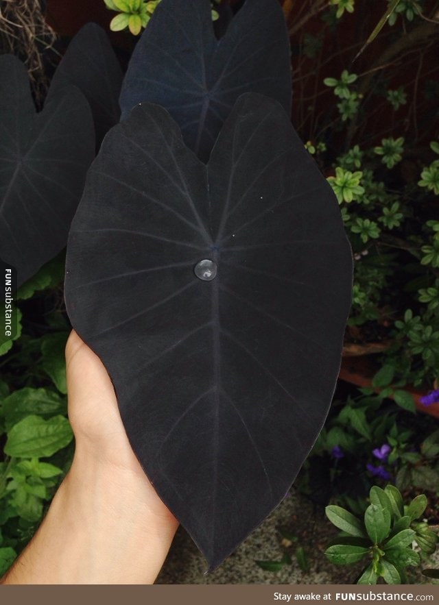 Black leaf of Colocasia Esculenta