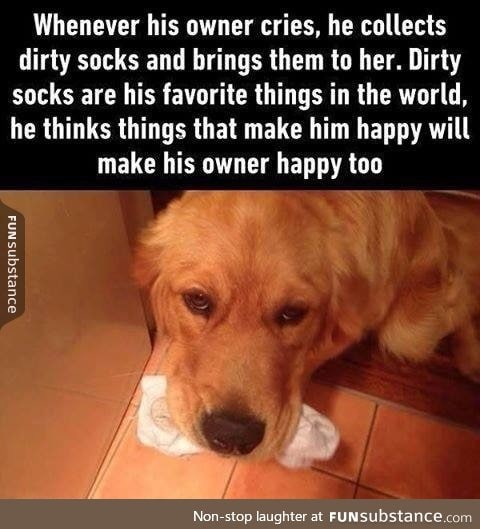 We don't deserve Doggos