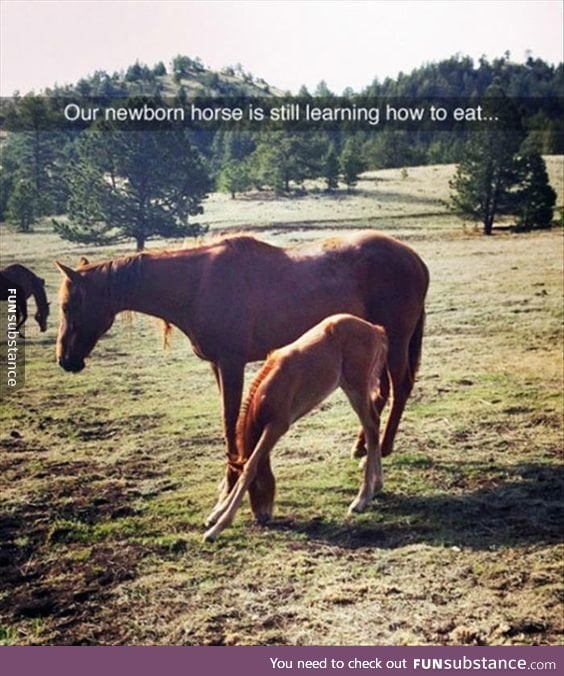 Little horse learning how to eat
