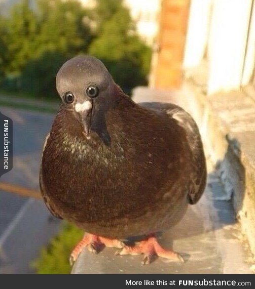If pigeon's eyes were on the front of their head
