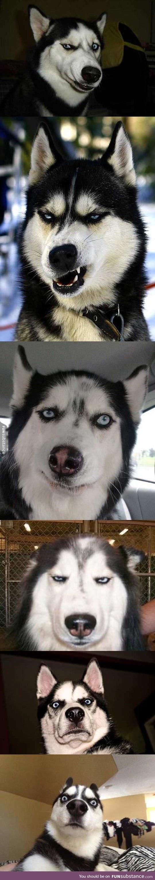 Huskies usually make the best faces