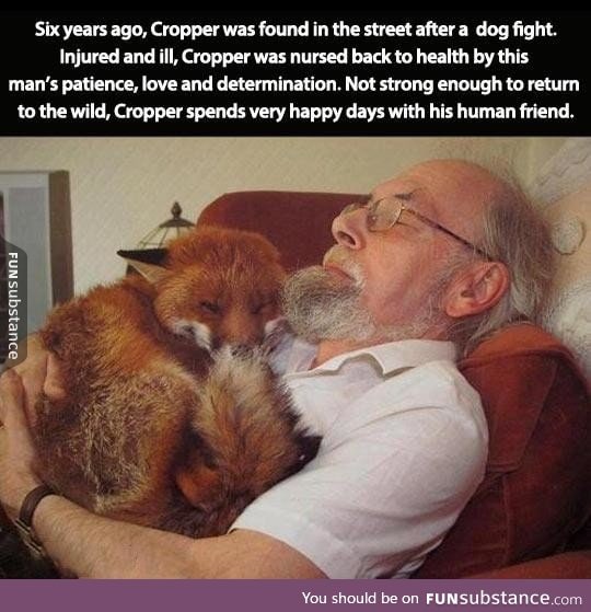 Fox and his human friend