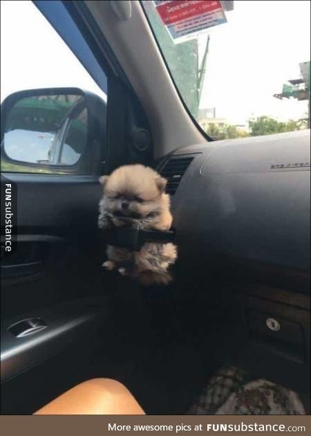 Pup holder