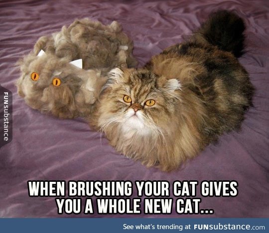 Brushing your cat