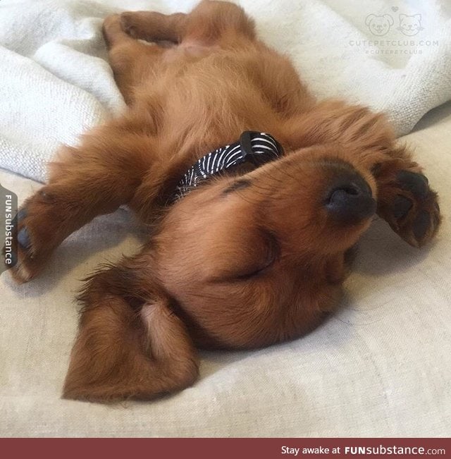 Sleepy baby dachshund :)