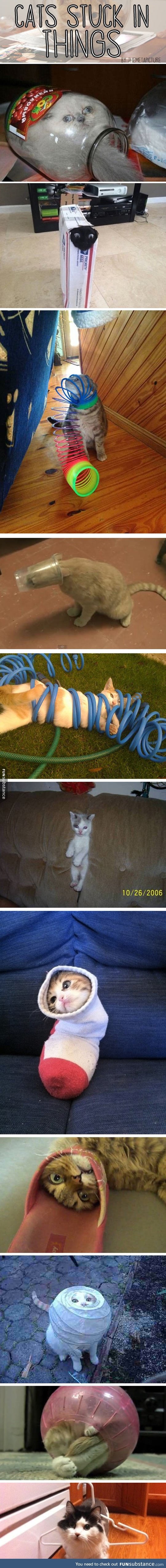 Cats who got stuck in things