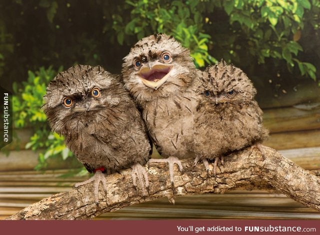 Potoo birds