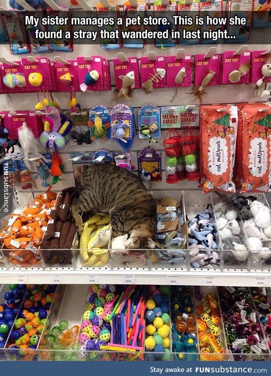 This kitty just found cat heaven