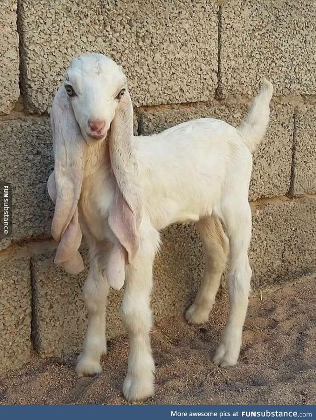 This goat is more beautiful than me