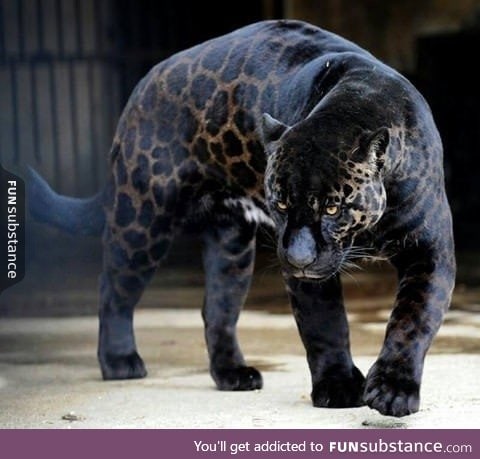 "The Black Panther" One of the rarest animal on the planet!