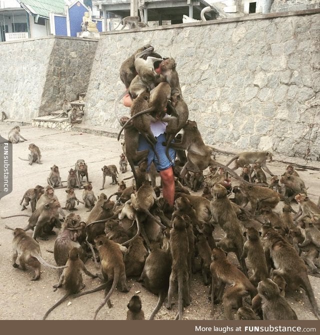 When you don't read the "don't feed the monkeys" sign