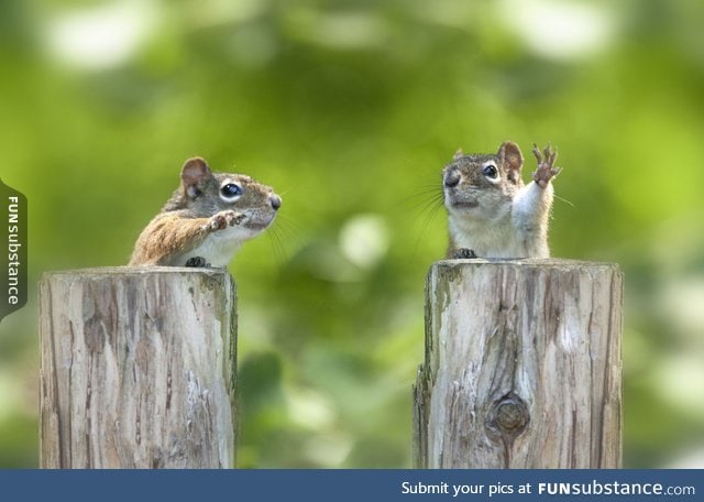 Two squirrels that look like debating politicians