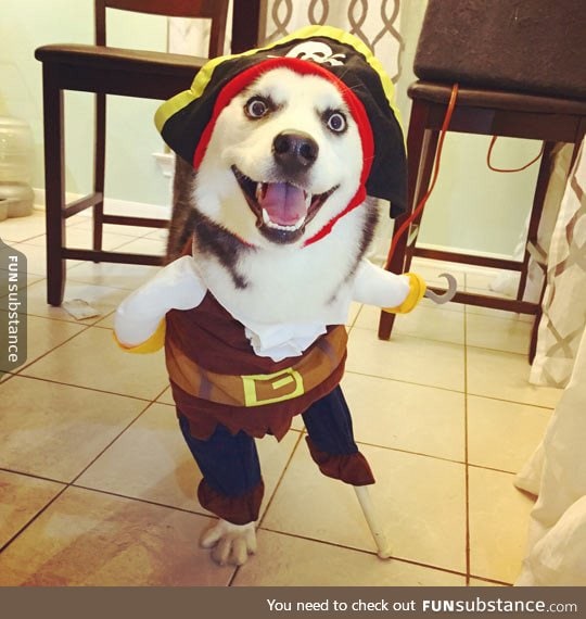 How a three legged dog celebrated halloween