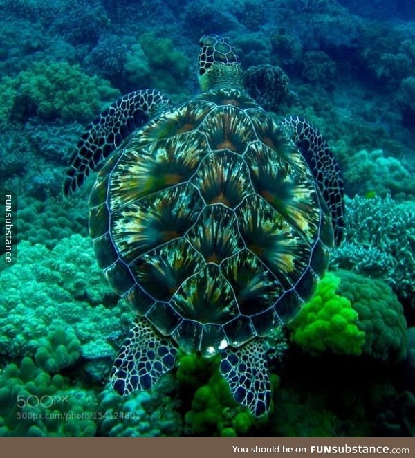 Turtle's shell looks like a fireworks display