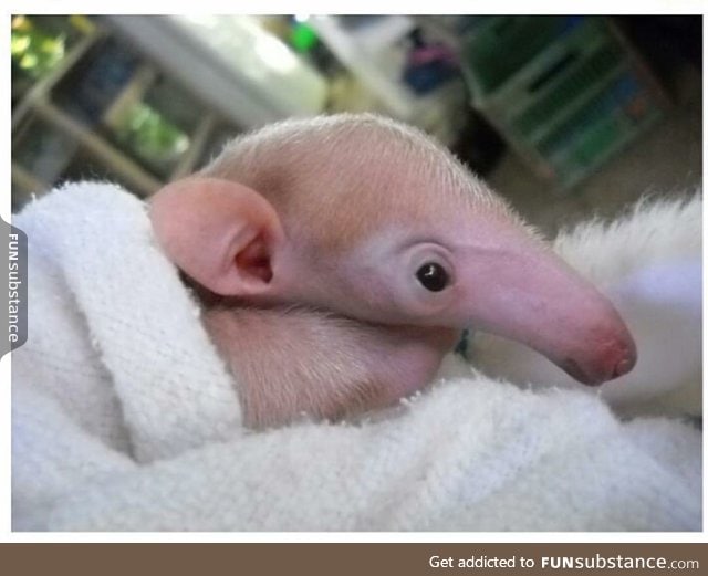 This baby anteater looks like Dewy from Malcolm in the Middle