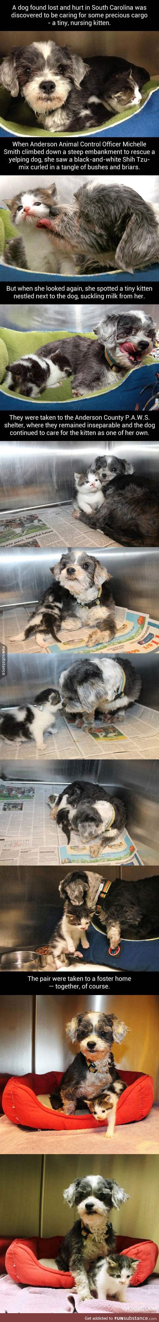 Lost dog finds kitten and saves her
