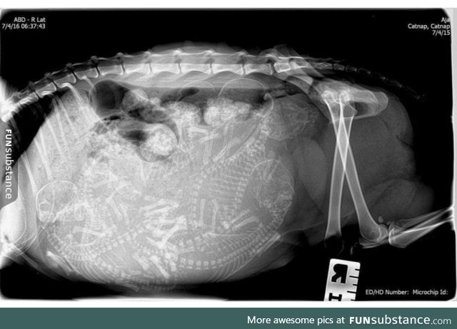 X-Ray of a pregnant cat