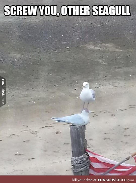 Seagulls Just Don't Care