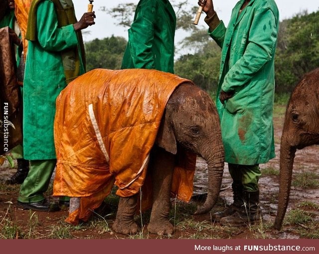 Baby elephant in a raincoat