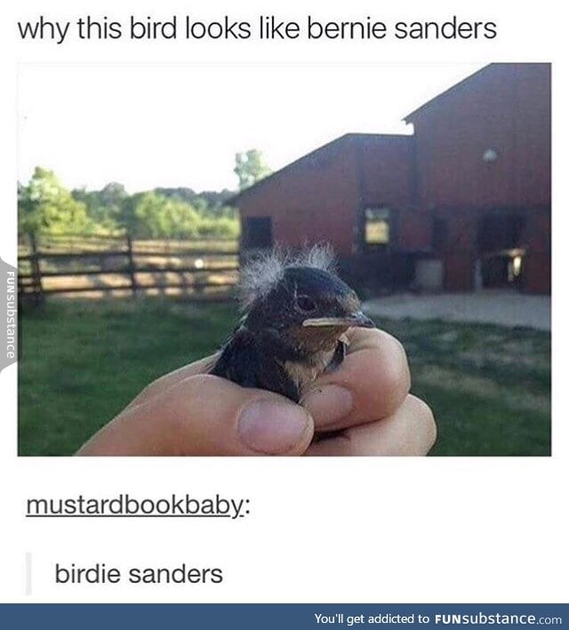 Birdie Sanders for president