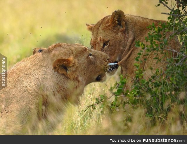 Lion removes tranquilizer dart from lioness