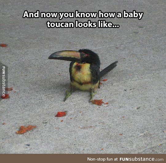 Just a tiny baby toucan