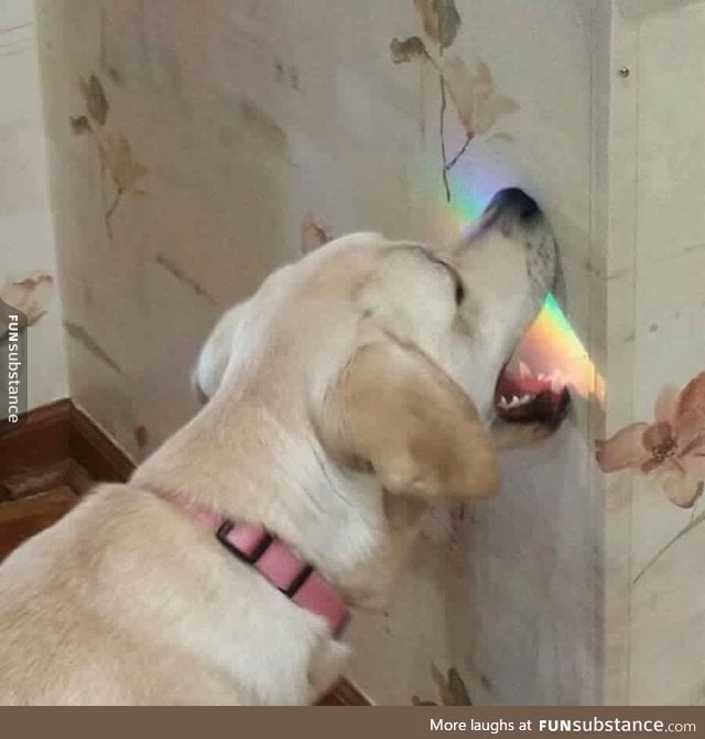 Lab trying to eat rainbow