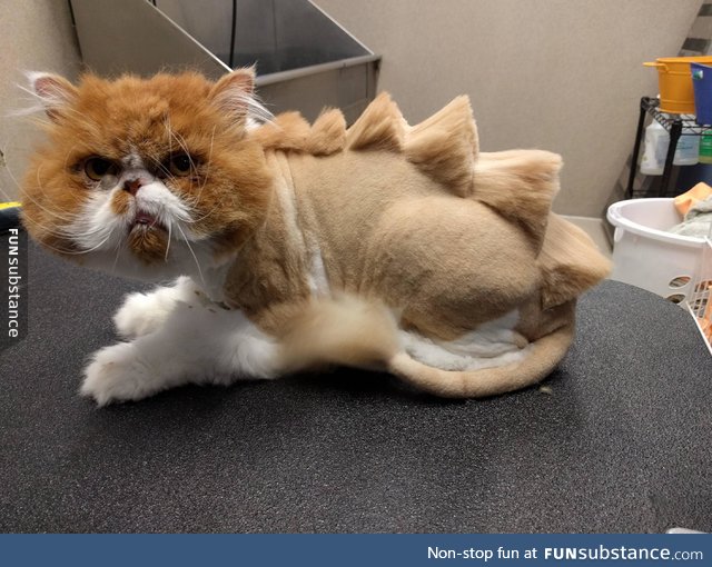 Dinosaur cut on a cat