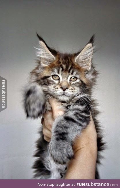 Majestic looking Maine coon.