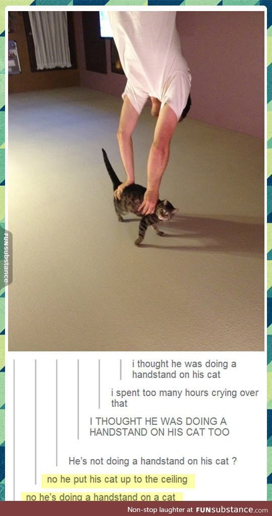 Perfect cat handstand