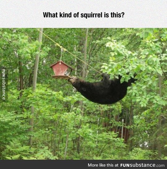 That's A Weird Squirrel