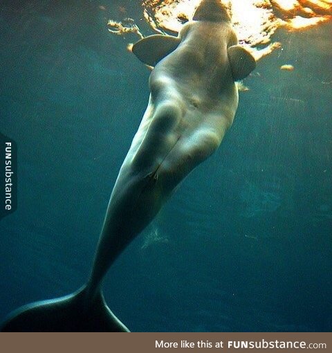 Now I see why beluga whales where mistaken as mermaids