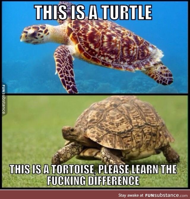 Turtle vs tortoise - FunSubstance