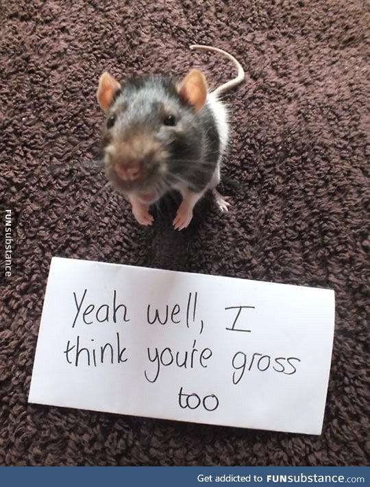 Rats are gross, they say