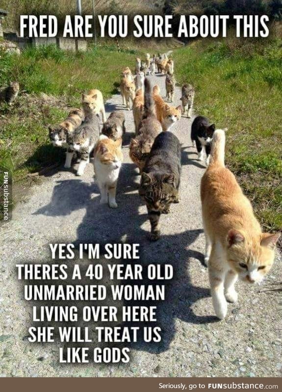 Cats on a mission