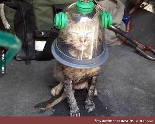 Cat wearing a special oxygen mask after being rescued from a house fire