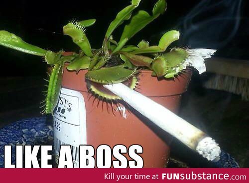 Venus Flytrap Like A Boss