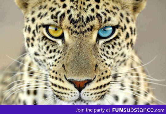 Beautiful leopard with different coloured eyes