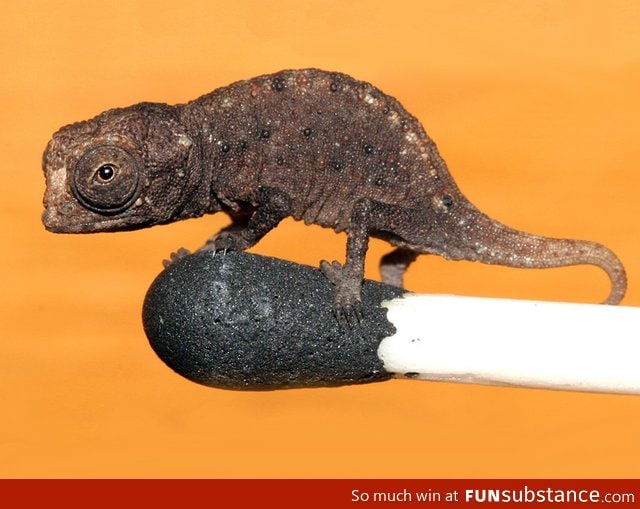 A super tiny Chameleon