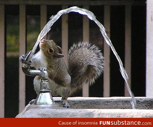 It looks like squirrels can learn some interesting tricks!