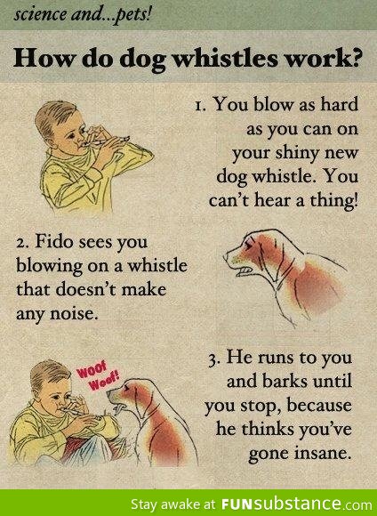 How dog whistles work