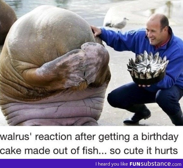 Walrus birthday