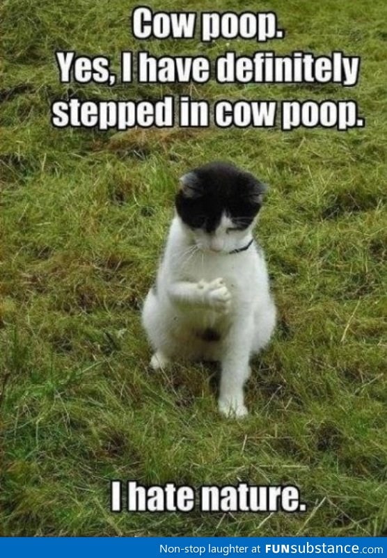 Cow poop